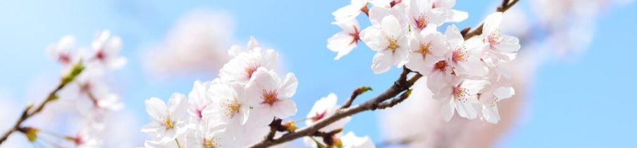 flowers-cherry-blossoms-spring-2218771-1024x682